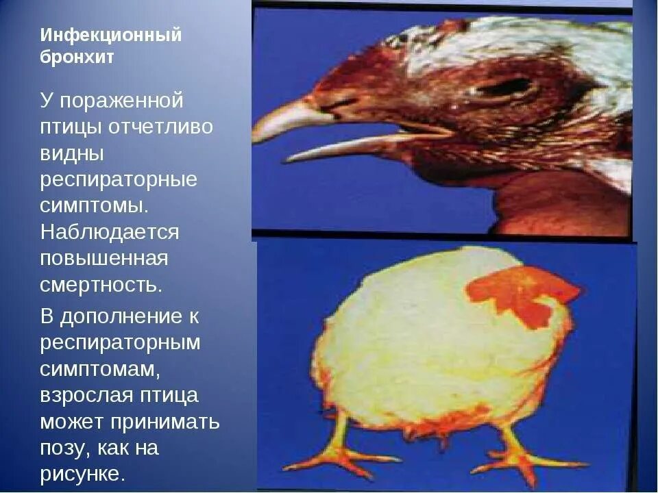 Грипп кур лечение. Инфекционный ларинготрахеит болезни птиц. Инфекционный ларинготрахеит кур возбудитель. Респираторный микоплазмоз птиц возбудитель. Птичий грипп симптомы у птиц симптомы.