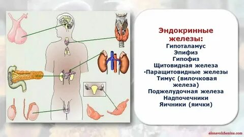 Органы эндокринного аппарата