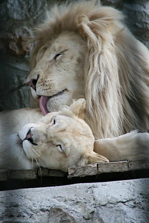 Loving lions