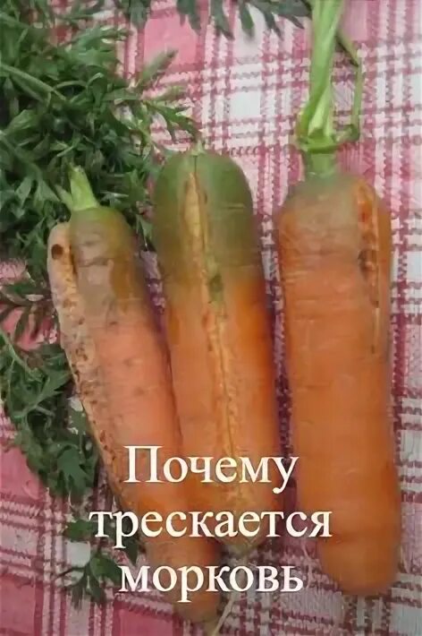 Почему трескается морковь на грядке. Почему растрескалась морковь. морковь треснула.