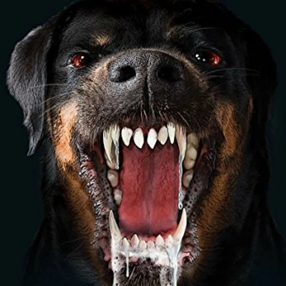 К чему снится злая собака которая укусила. Оскаленный ротвейлер Доберман. Ротвейлер злой оскаленный. Злая собака.
