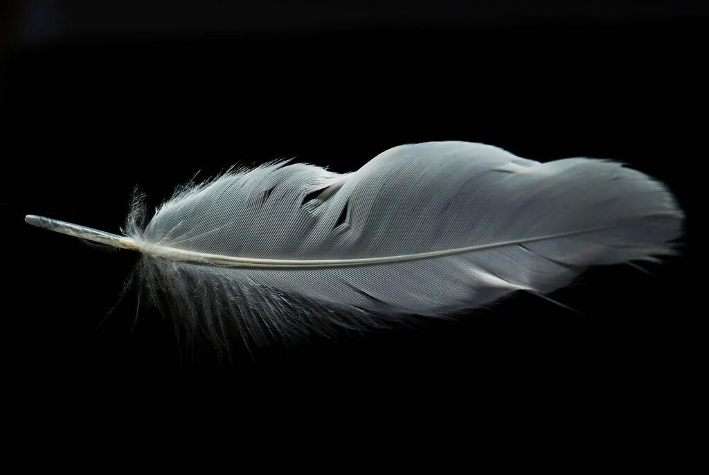 White Feather by Liquid Soul: Listen on Audiomack