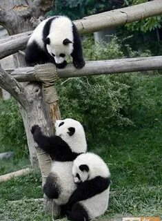 Pandas animals