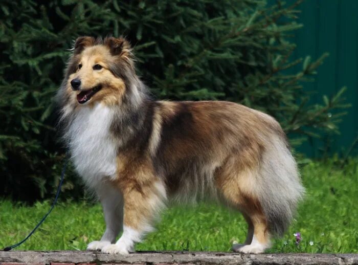 трюфель из графского поместья шелти. графского поместья шелти. графского поместья шелти. длина шелти тела. графского поместья шелти.