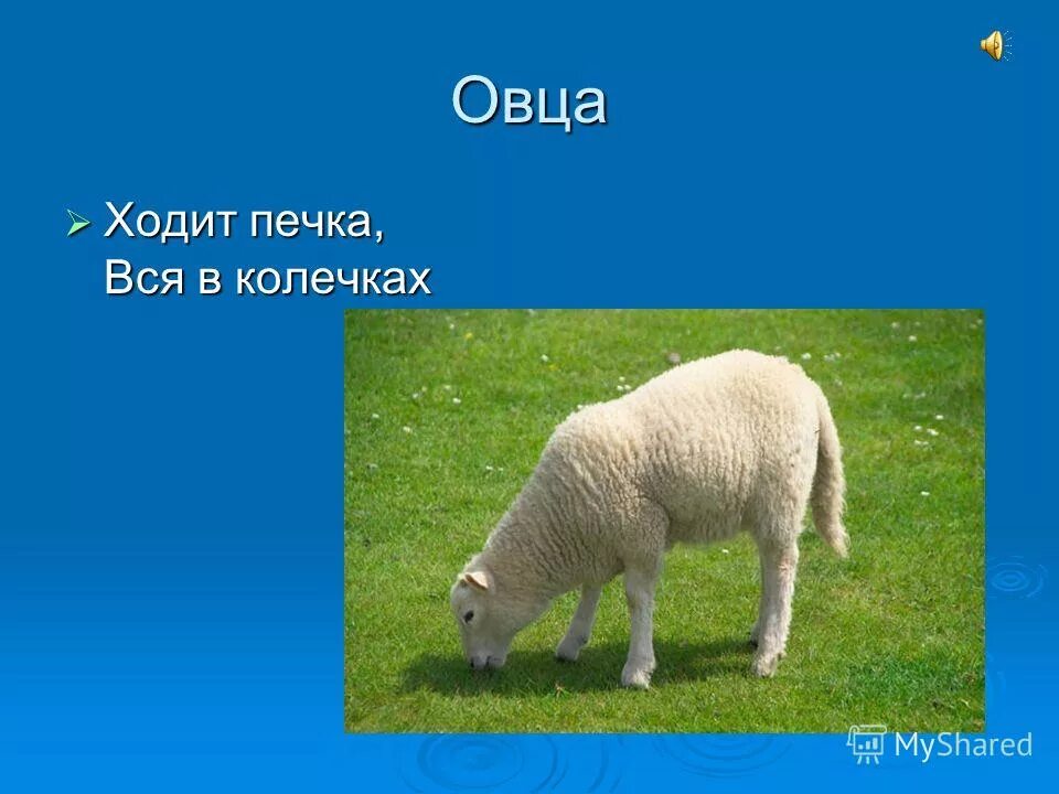 загадка про овечку. загадка про овечку. ягненок загадка. загадка про овечку. загадка про барана для детей.