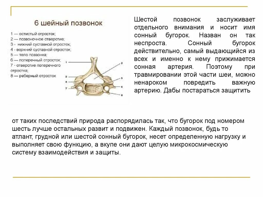 Сонный бугорок vi шейного позвонка. 6 Шейный позвонок анатомия Сонный бугорок. Сонный бугорок поперечного отростка. Сонный бугорок vi шейного позвонка - tuberculum caroticum.