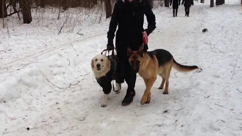 Сколько нужно гулять овчарки