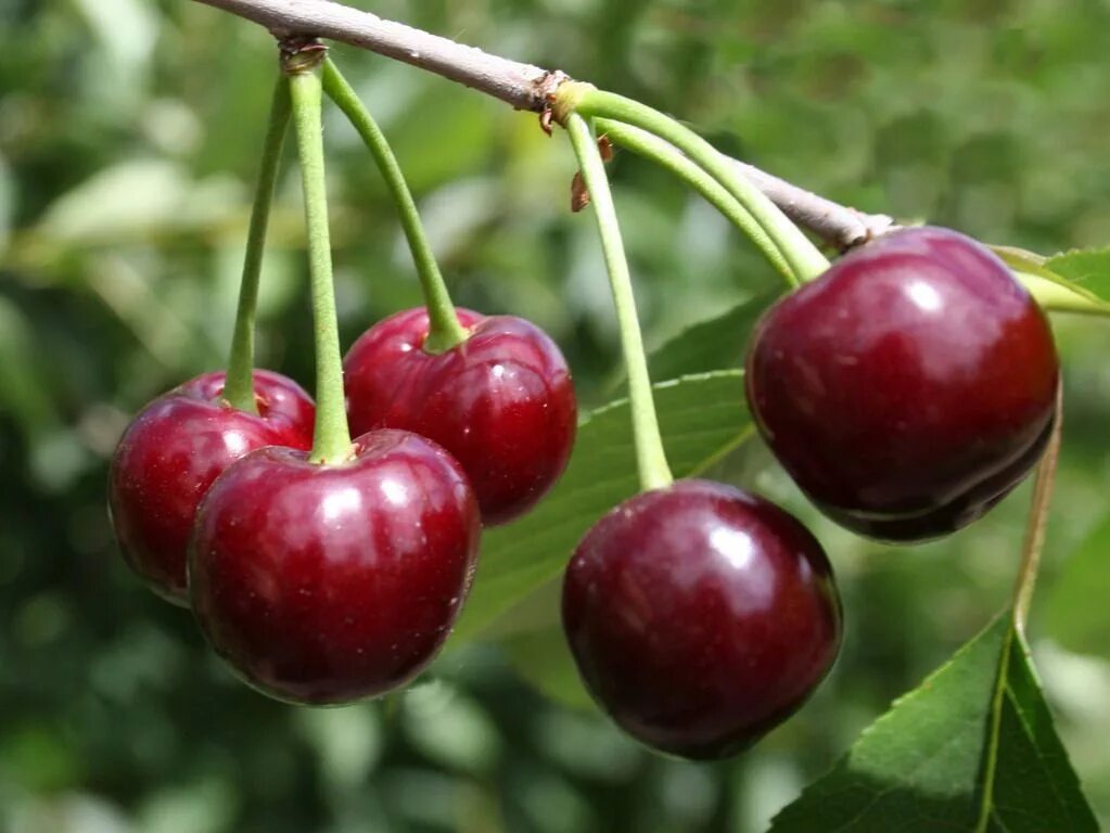 Вишня обыкновенная Жуковская. Вишня "десертная Морозовой" Prunus Cerasus. Вишня антипка Жуковская. Черешня Жуковская. Вишня харитоновская описание сорта фото отзывы опылители