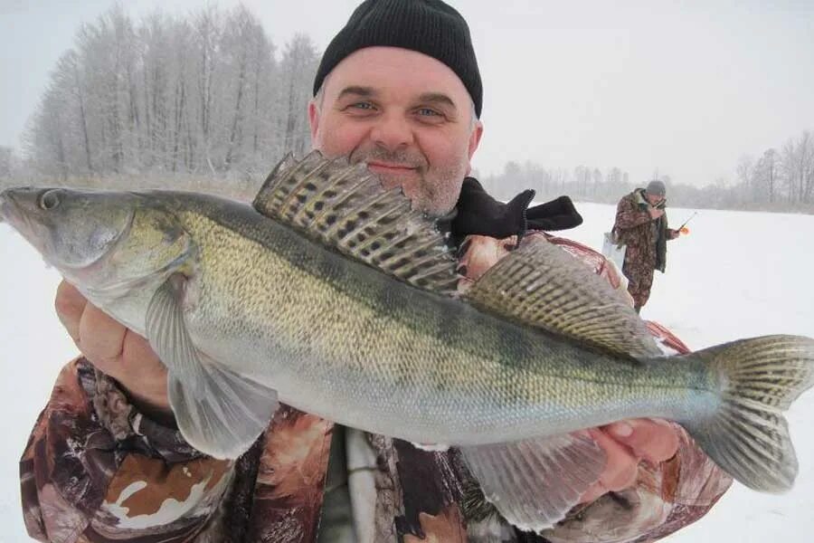 Ловля судака зимой с эхолотом. Зимняя рыбалка на судака. зимний судак. рыбак с судаком зимой. ока зимняя рыбалка на судака.