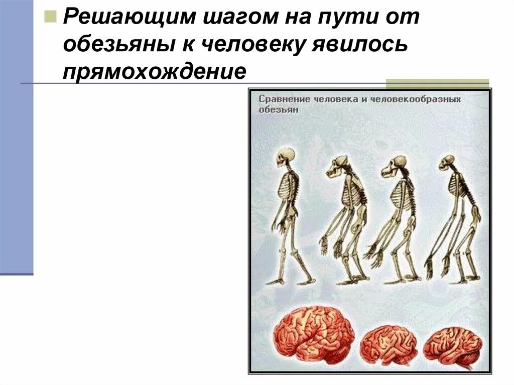 Прямохождение человека и человекообразных обезьян. Решающим шагом на пути от обезьяны к человеку явилось. Следствие прямохождение человека является. Переход предков человека к прямохождению.