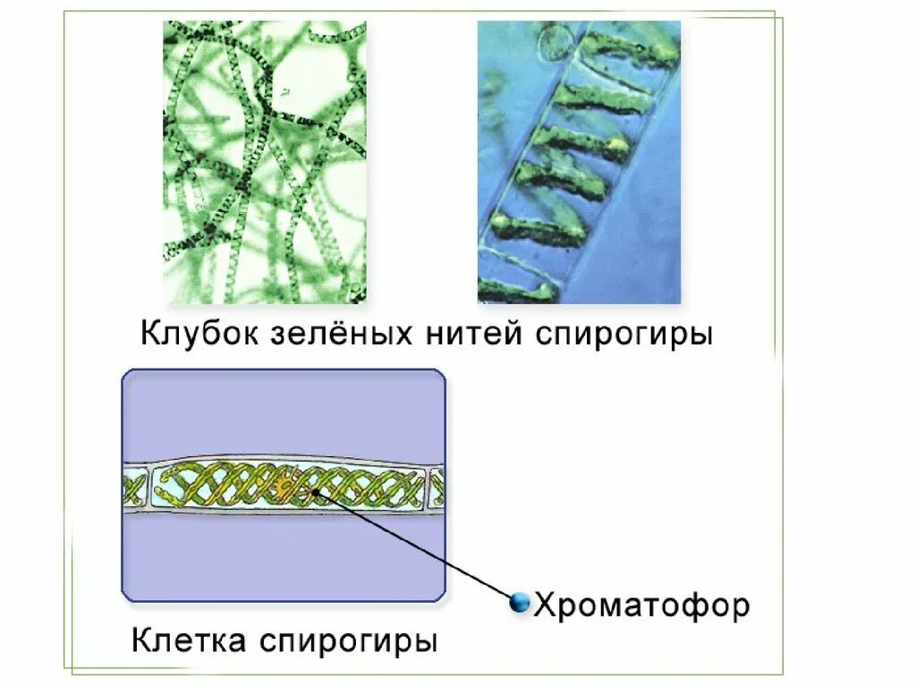 Спирогира водоросль строение. Вегетативное размножение спирогиры. Строение клетки спирогиры. Многоклеточные нитчатые водоросли.