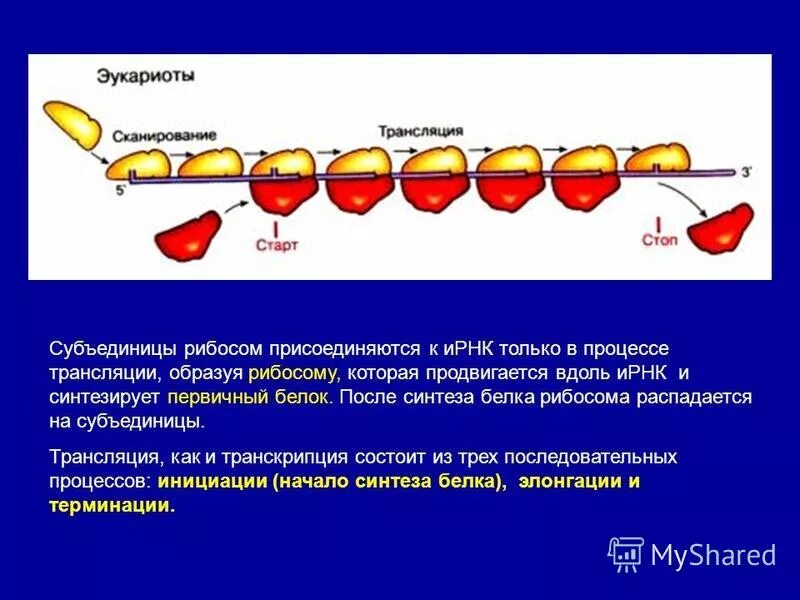Рибосома картинка. Осуществляет синтез субъединиц рибосом. Осуществляет синтез субъединиц рибосом. Рибосомы строение и функции таблица. Осуществляет синтез субъединиц рибосом.