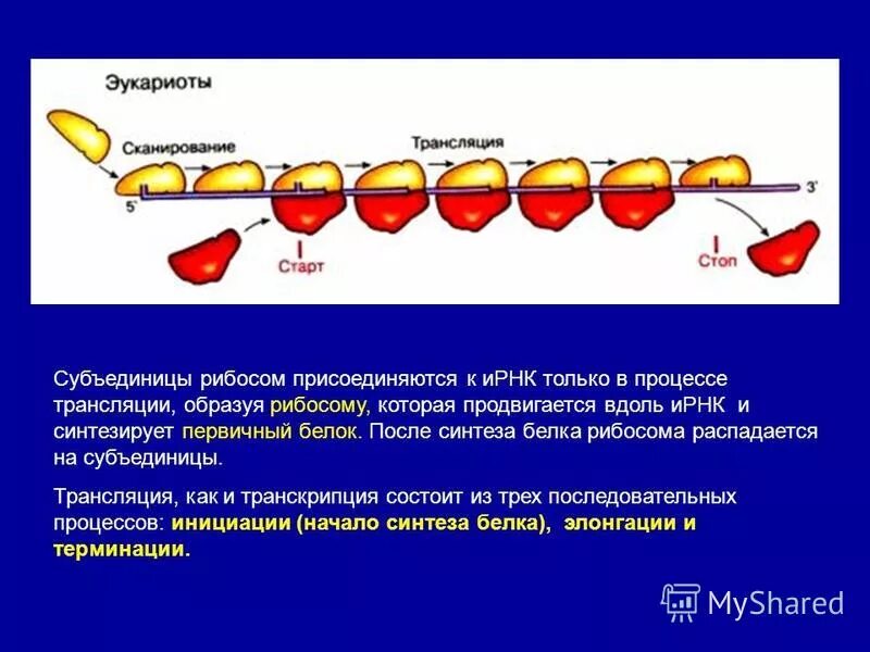 Рибосома процесс впр. ИРНК процесс в рибосомах. Процессинг ИРНК присоединение к ИРНК субъединиц рибосомы. Синтез субъединиц рибосом. Субъединицы рибосом образуются в.