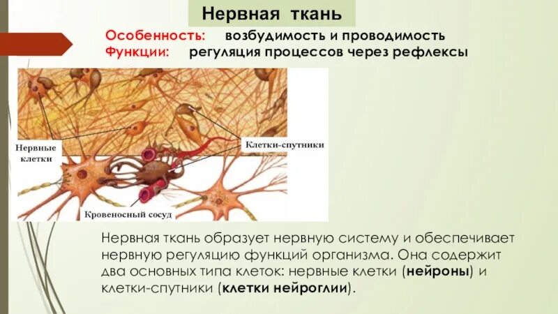 Нервная ткань. Нервная ткань органы. Особенности нервной ткани. Возбудимость нервной ткани.