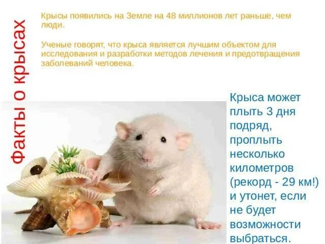 Что едят мыши. Таблица разрешенных и запрещенных продуктов для крыс. Диета для крыс. Рацион питания декоративных крыс. Крыски с едой.