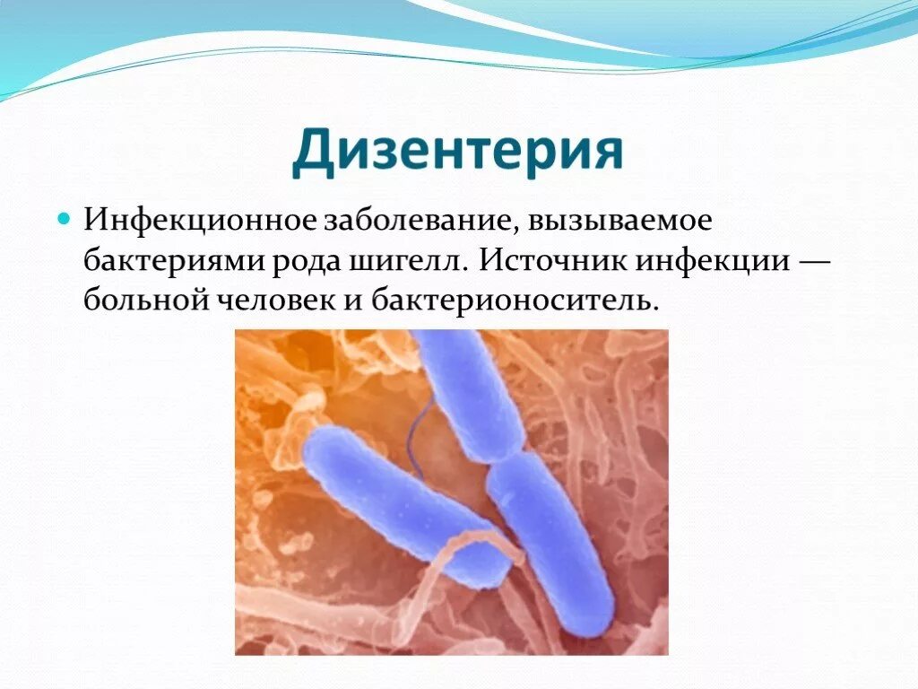 Примеры заболеваний вызываемых бактериями. Заболевания вызванные бациллами. Дизентерия вызывается бактериями. Бактерии шигеллы. Шигелла дизентерия.