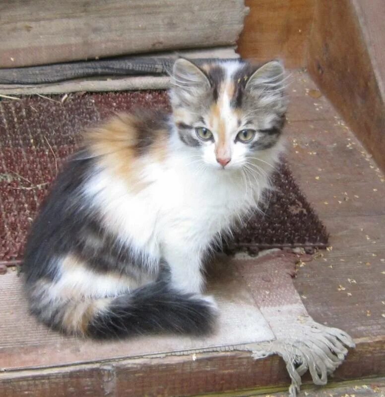 Пол трехцветного котенка. Трёхцветный котёнок девочка. Трехцветные котята дворовые. Котенок серый трехцветный девочка. Серые трехцветные котята.