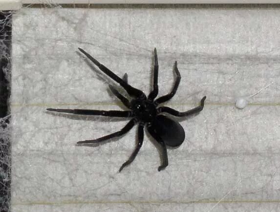 Door to Nature: Northern Black Widow Spider - Door County Pulse