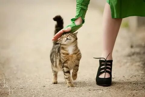 Кошечка в руках