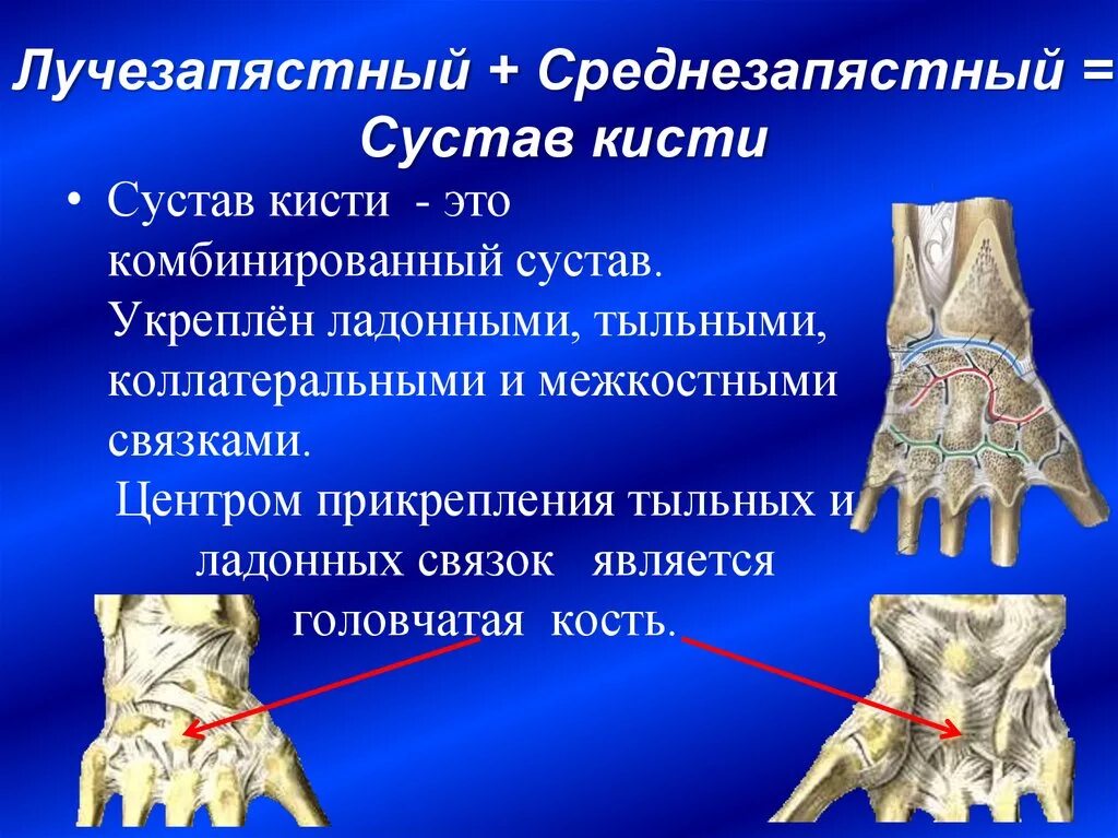 Запястно-пястный сустав связки. Среднезапястный сустав связки. Суставная поверхность среднезапястного сустава. Среднезапястный сустав связочный аппарат. Соединения костей запястья