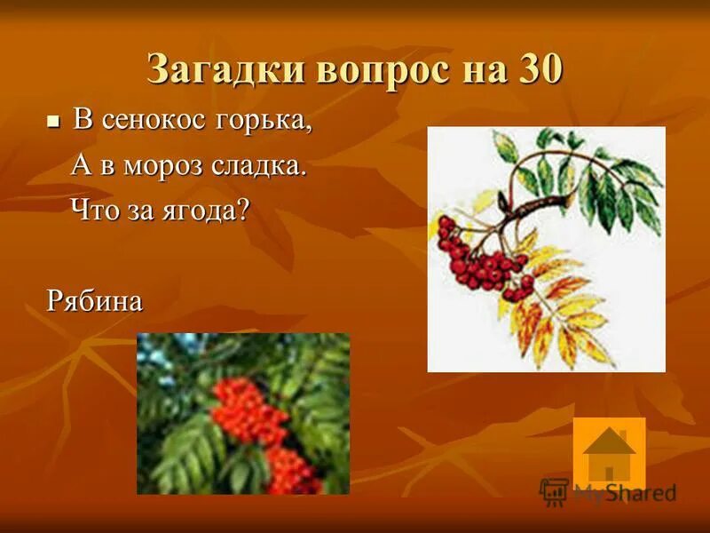 калина или рябина. загадки про ягоды. в сенокос горька а в мороз сладка что за ягодка. в сенокос горька а в мороз сладка. в сенокос горька а в мороз сладка что за ягодка.