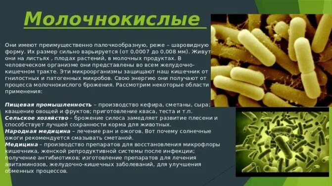 Бактерия не содержит