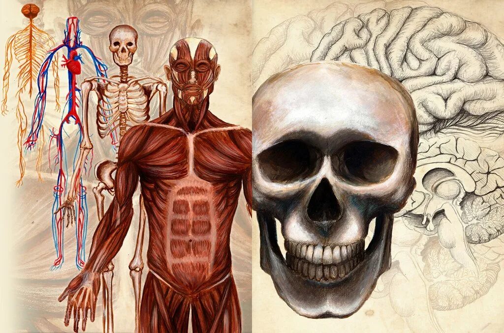 Тело человека. Human anatomy physiology. Физиология человека. Анатомия человека. Строение тела человека.