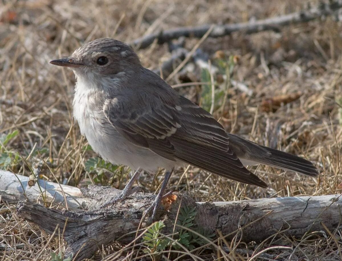 Как переводится серая птица на. Серая мухоловка (Muscicapa striata). Мухоловка серая – Muscicapa striata (Pallas, 1764). Лесная сорокопутовая мухоловка. Серая мухоловка в Сибири.