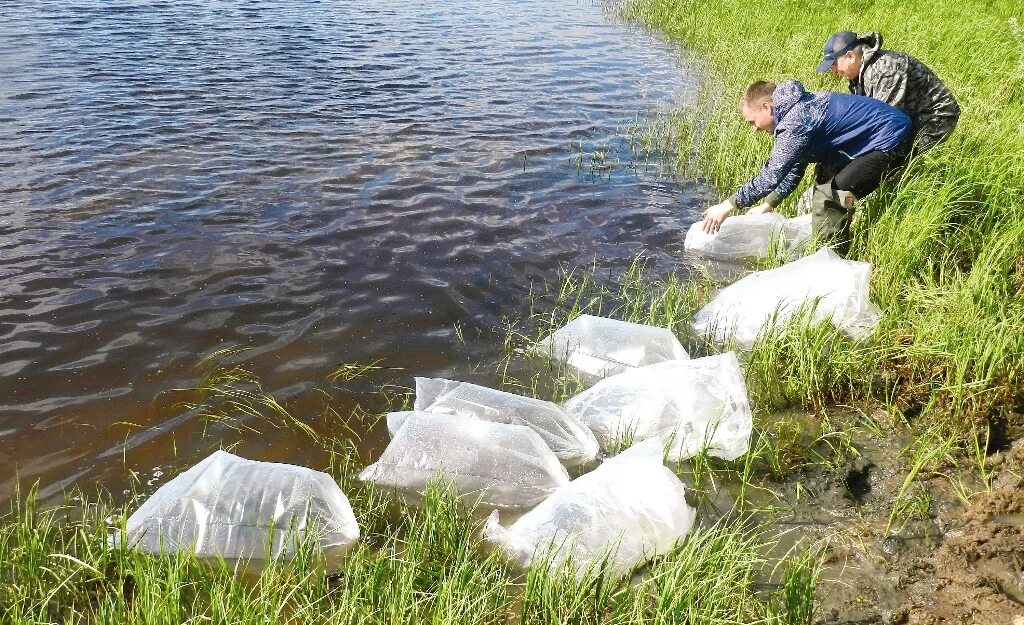 Сбор лене. Рыбалка на реке Уса Коми. Зарыбление водоемов. Зарыбленный пруд. Рыбы реки Уса в Коми Республике.