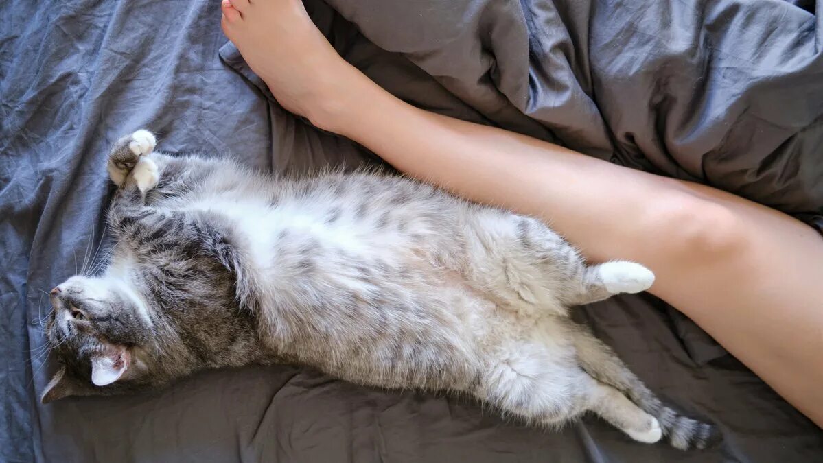 Кошка ложится на живот женщине. Кошка спит в ногах. киса спит. кошка спит в ногах у человека. кошки лежат на ногах.