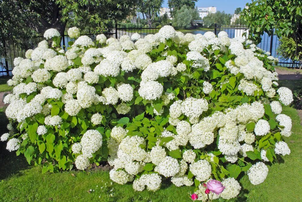 Кусты гортензии весной. Кусты гортензии весной