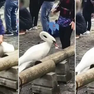 Лебедь китай отзывы