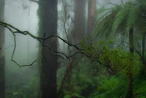 Gone forest