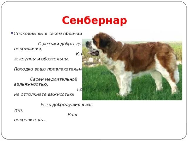 Проект 7 класс друг человека собака PPT Собака друг человека PowerPoint Presentation ID:3167292