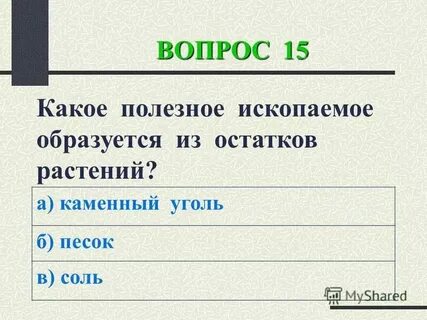 Горная порода образована из остатков древних животных