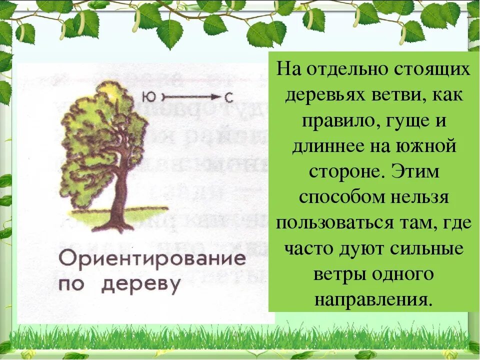 Почему растут ветки. Ориентирование по веткам деревьев. Ориентирование по отдельно стоящему дереву. Стороны света по деревьям. Ориентирование по ветвям деревьев.