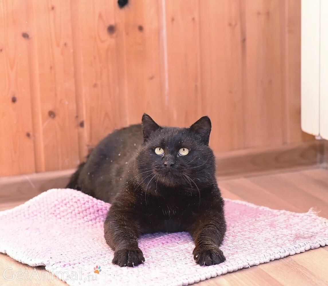 уинстон черчилль и его пудель руфус. уинстон черчилль с собакой. кот черчилль. кот черчилль. джок уинстон черчилль.