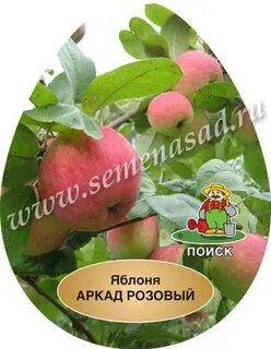 Розовый яблоня описание