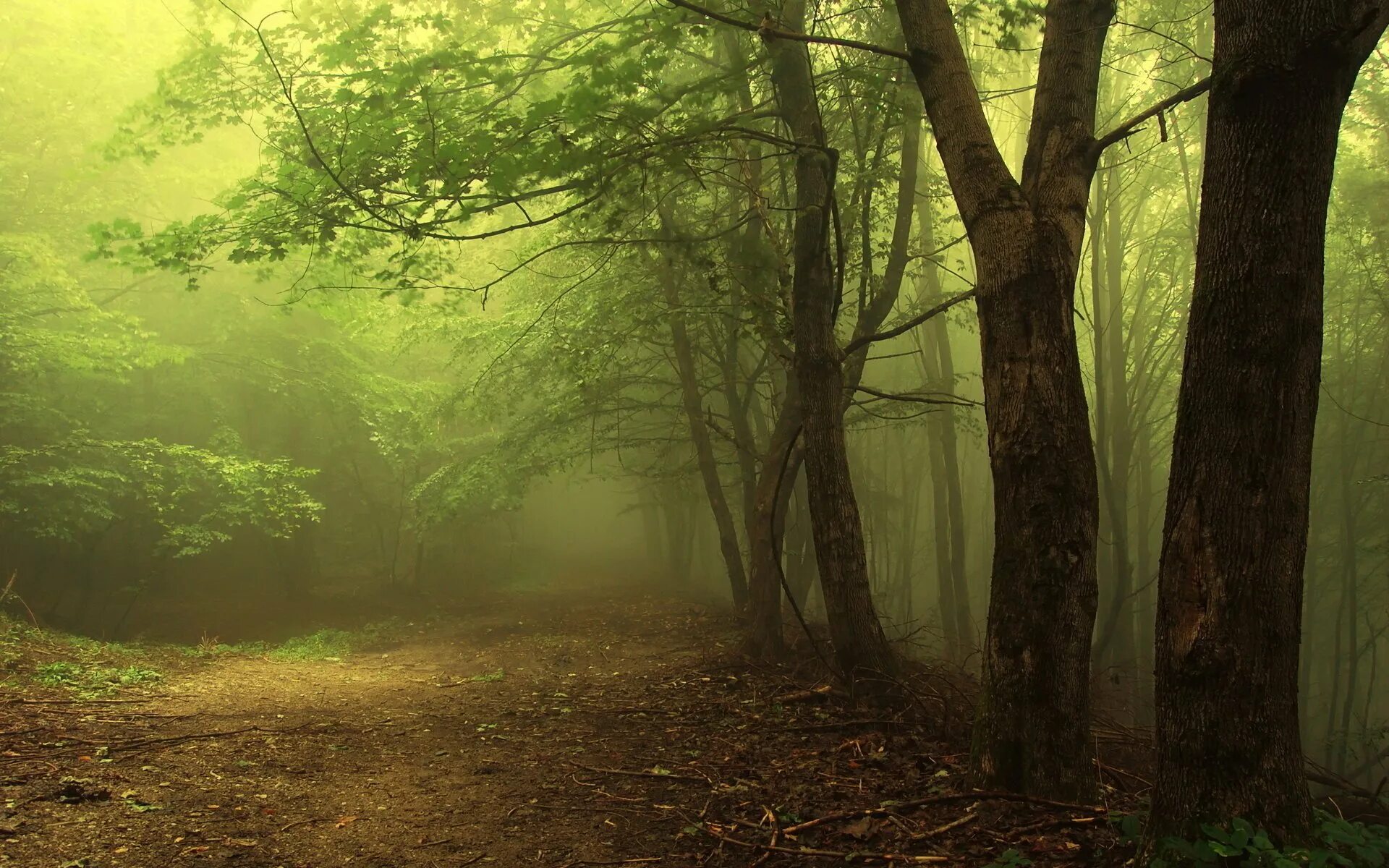 Зеленая дымка на деревьях. Лес в тумане. Фон леса. Красивый зеленый лес. Обои на рабочий стол лес.