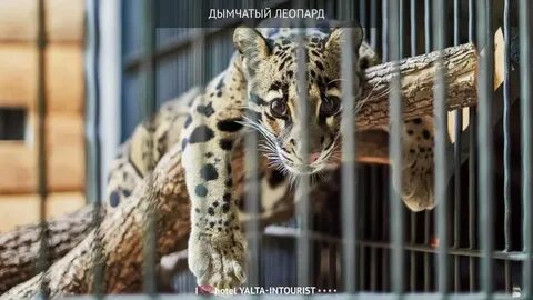Зоопарк гостиница