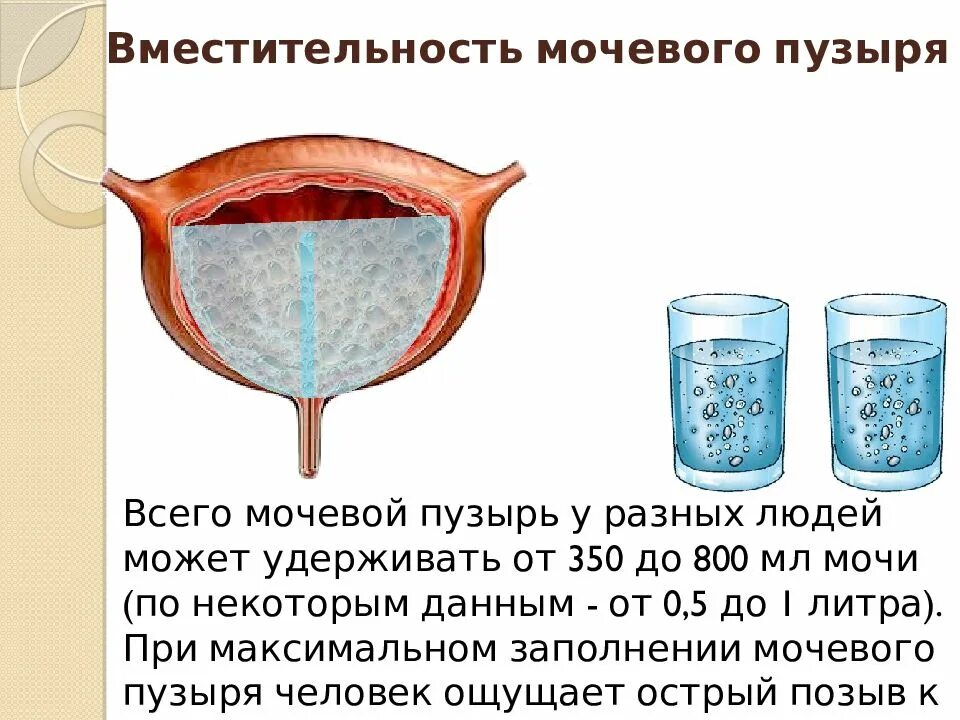 Моча после тур операции. Емкость мочевого пузыря в норме у взрослого. Вместимость мочевого пузыря. Максимальная емкость мочевого пузыря. Максимальная вместимость мочевого пузыря.