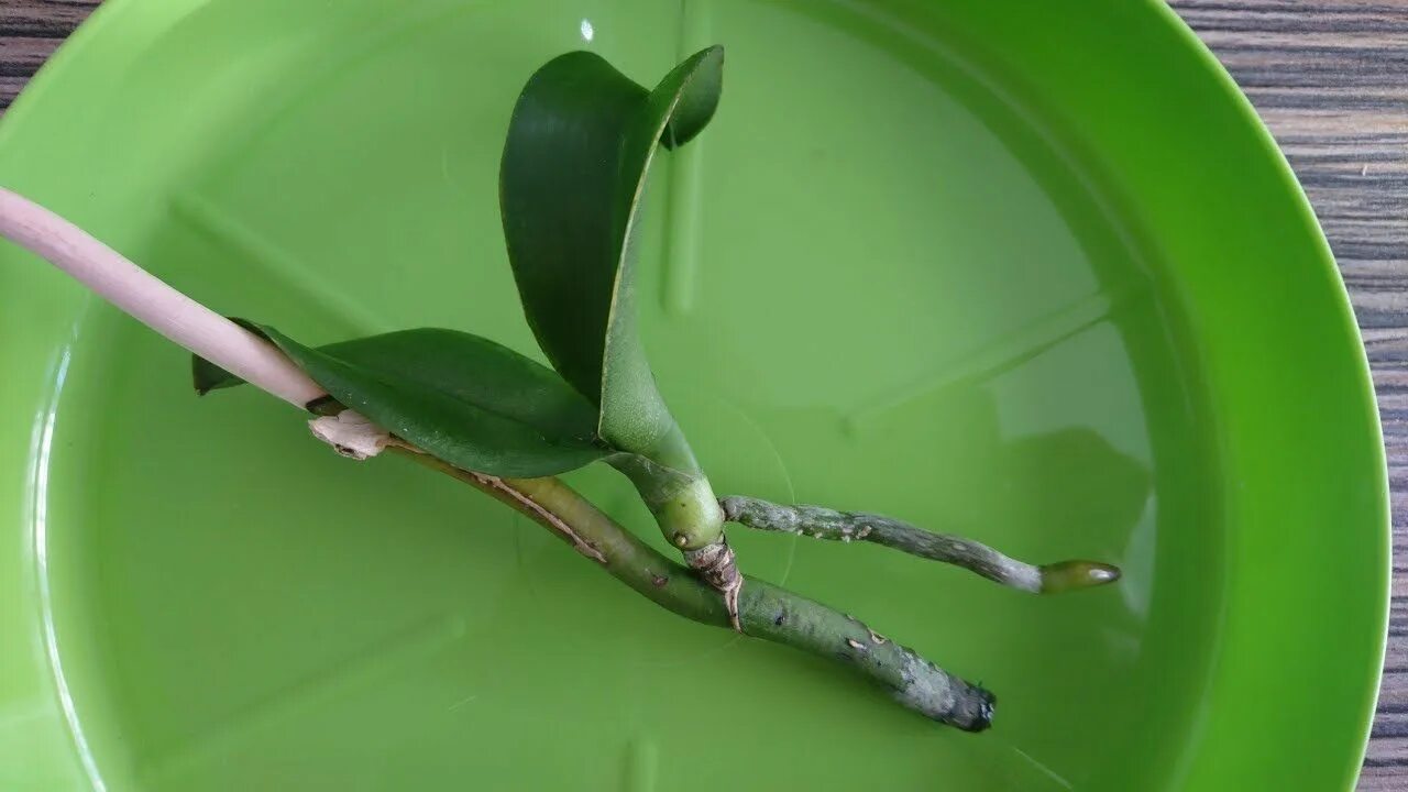 Детки орхидеи фаленопсис на цветоносе. Растущий листик детки орхидеи. Орхидея фаленопсис детка.