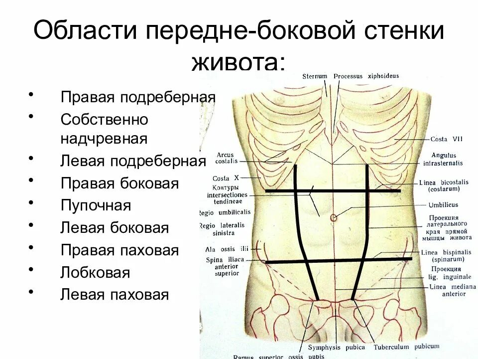 Боли в мышцах живота справа. Дискомфорт в животе. Болит бок с правой стороны. Мышцы передней стенки живота функции. Боли в мышцах живота справа.