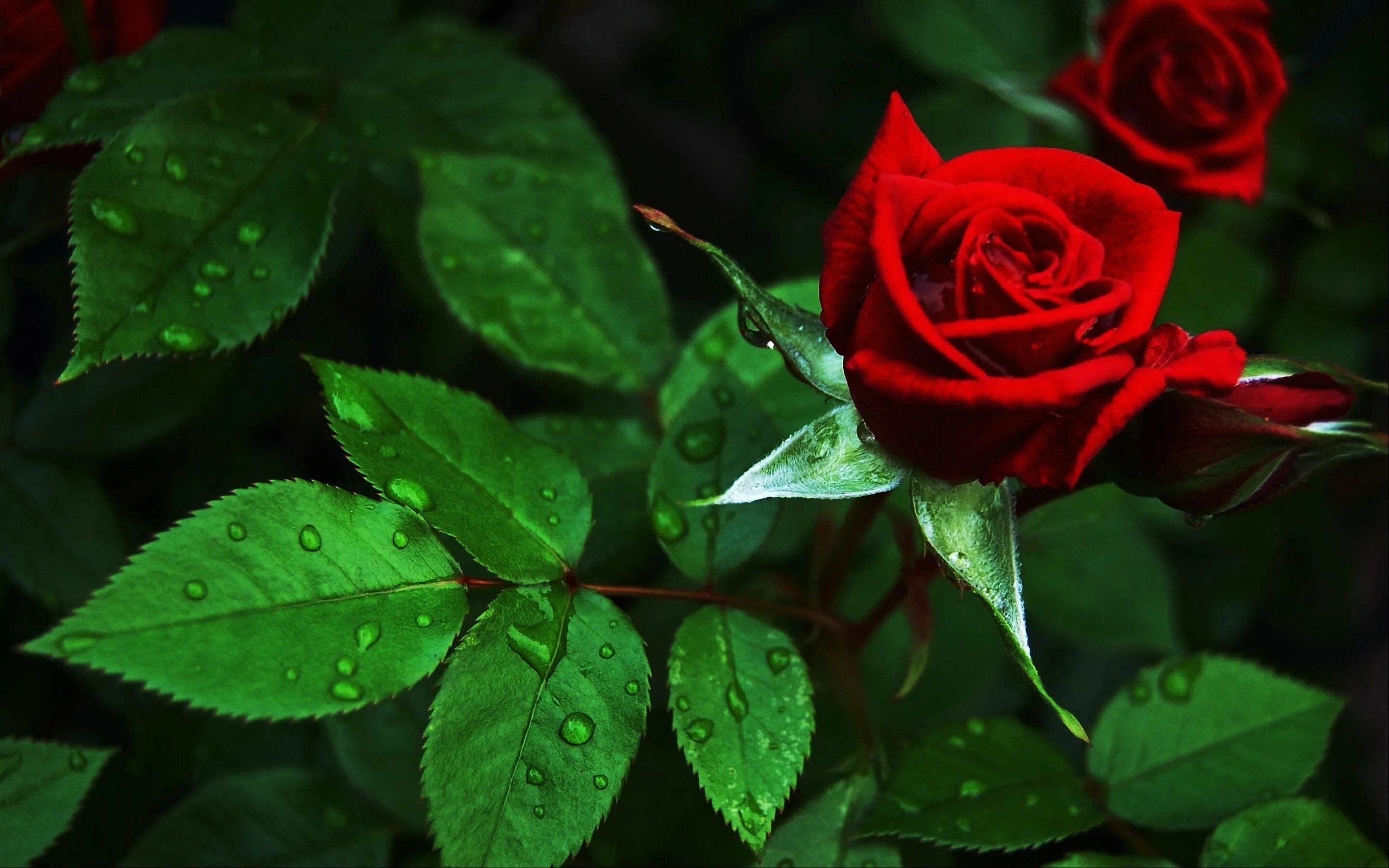 Роза помароса. Кучин розы красные цвели. Кучин розы красные цвели. Роза самурай. Кучин розы красные цвели.