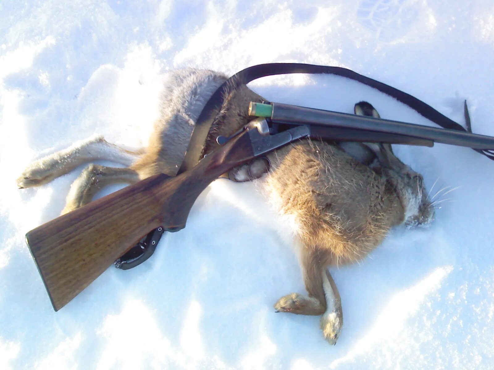 Зимний заяц русак охота. Охота зимой. Охотник с убитым зайцем. Охотничий заяц. Заяц с автоматом.