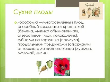 Коробочка примеры