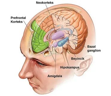 Amygdala