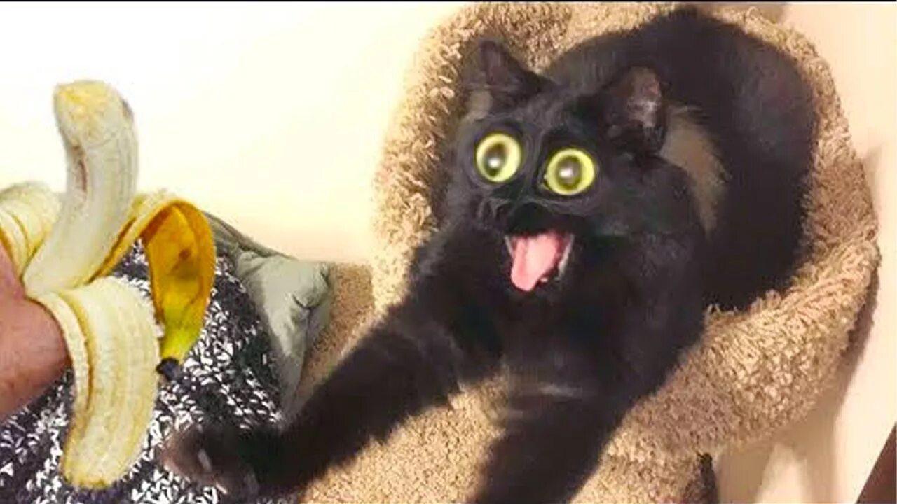 Кот блошкин. Смешные коты ржака до слез. Коты с озвучкой. Приколы с котятами с озвучкой. Коты с озвучкой.
