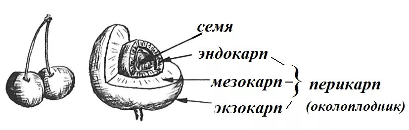 Строение семени вишни. Строение плода вишни. Строение плода экзокарпий. Строение плода черешни. У покрытосеменных семена защищены околоплодником