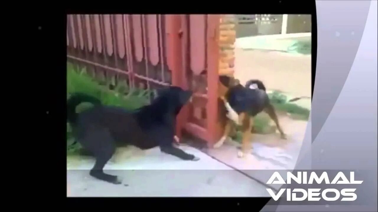 Собака гавкает видео. Собака гавкает за забором. Собаки гавкают друг на друга. Собаки гавкают через забор.